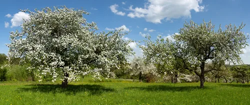 Panorama of blooming apple trees in an old orchard with green meadow